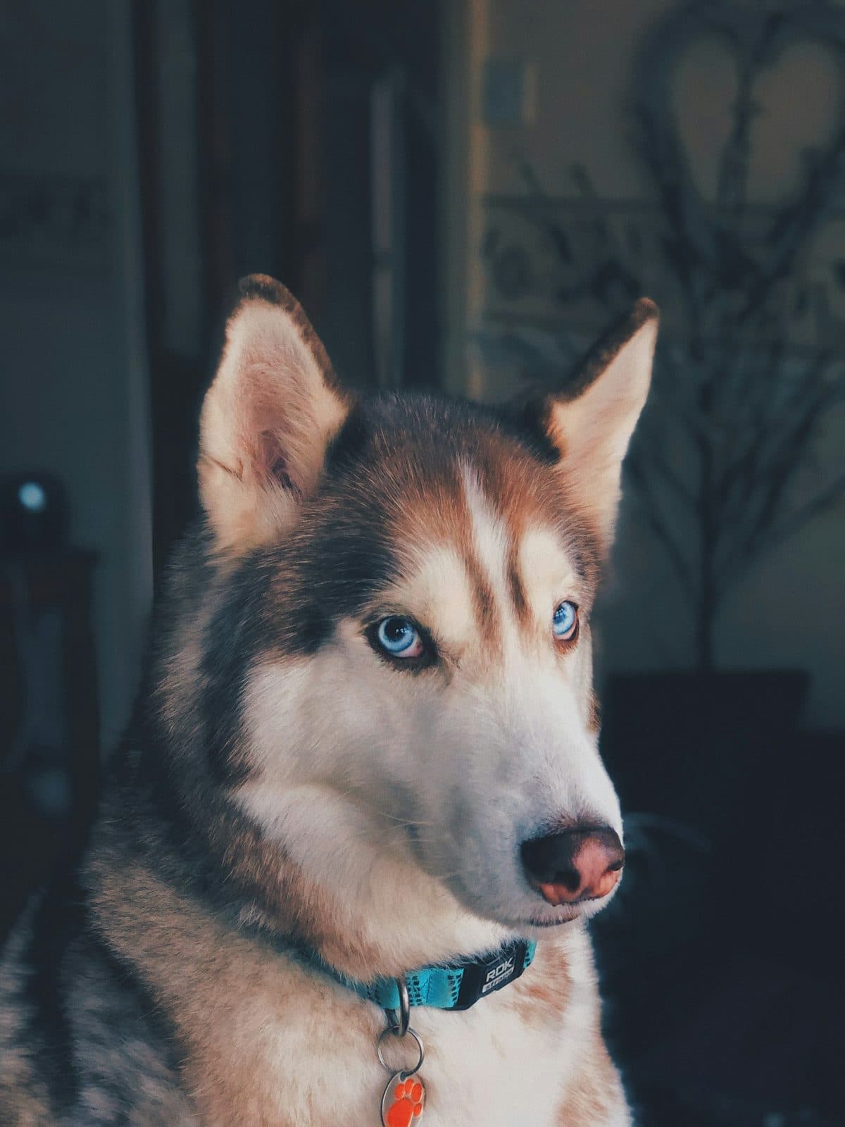 Husky assis, attentif