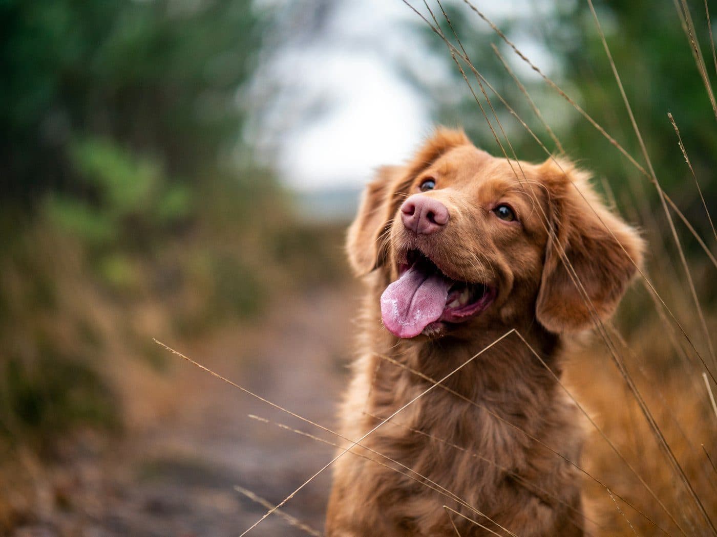 Chien au pelage roux dans les hautes herbes